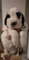 CHIOT