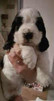 CHIOT