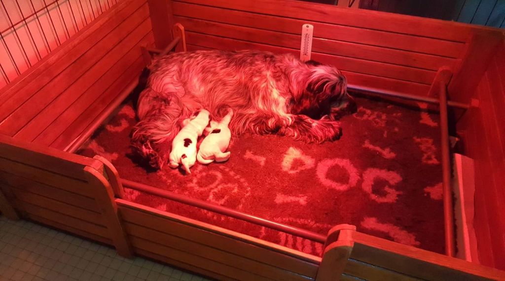 Caroline Pierrelee - Cocker Spaniel Anglais - Portée née le 15/11/2018